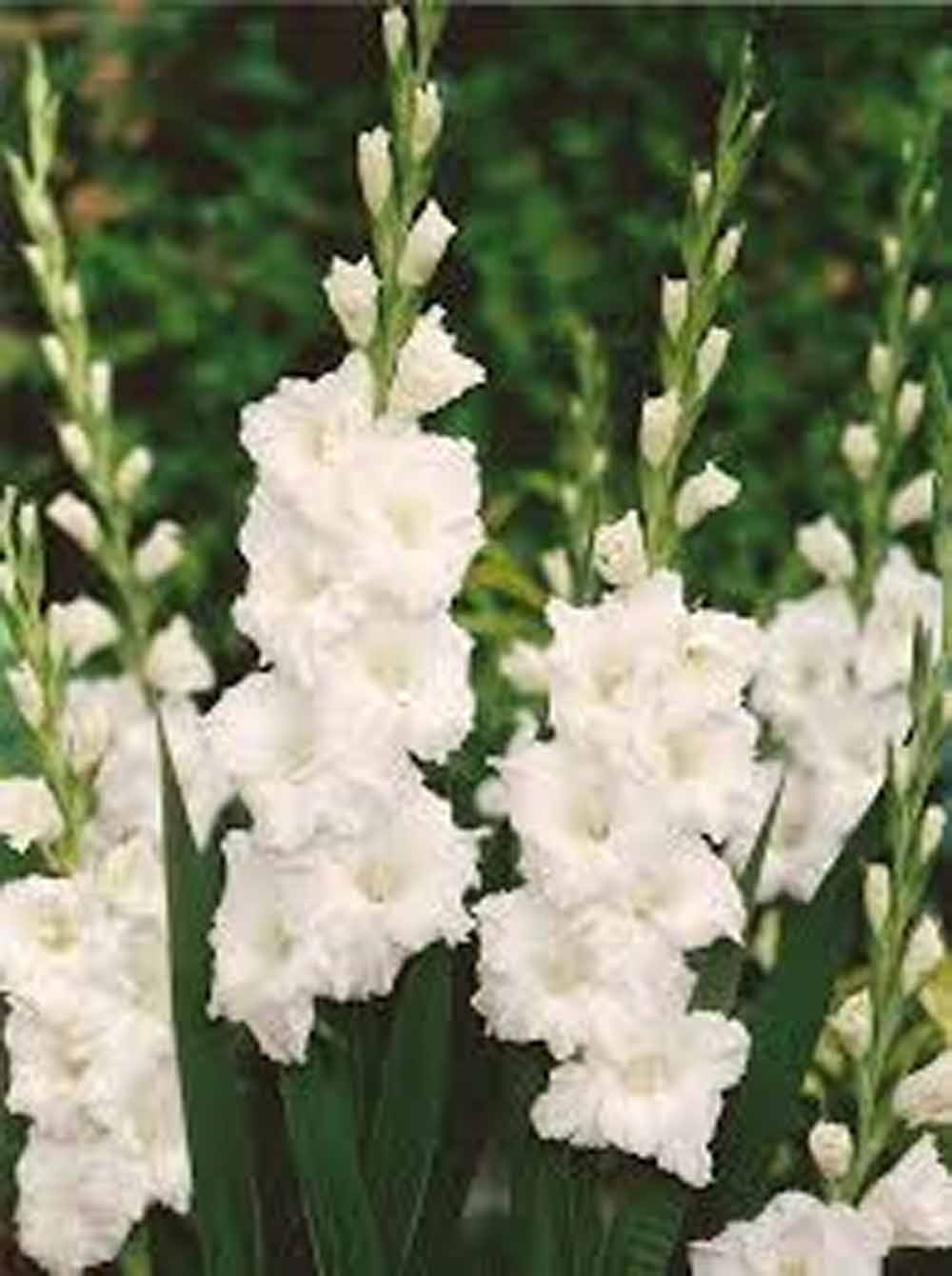 Gladiolus Flower Bulb/Corms, White Bulbs Unique Garden Statement, Country Creek