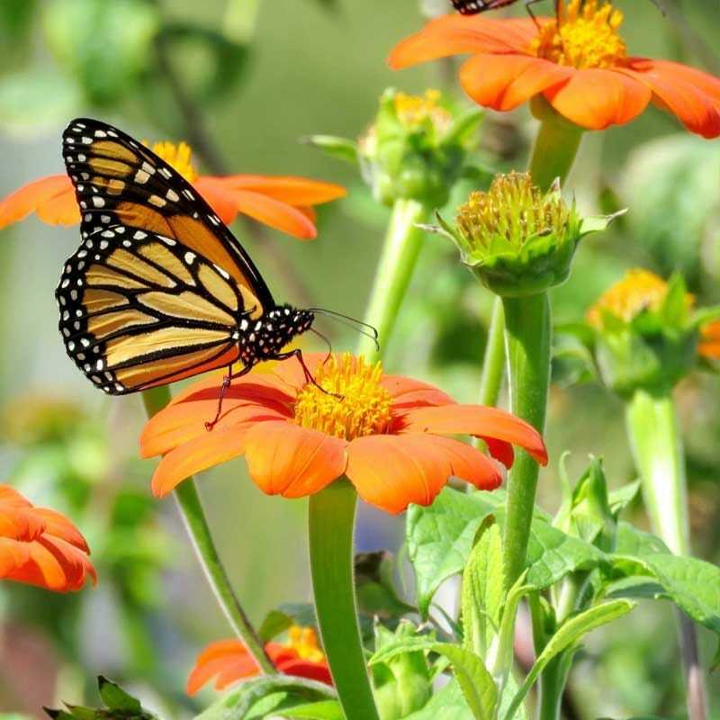 Wildflower Mix MONARCH BUTTERFLY 27 Heirloom Flower Species w/Milkweed 500 Seeds