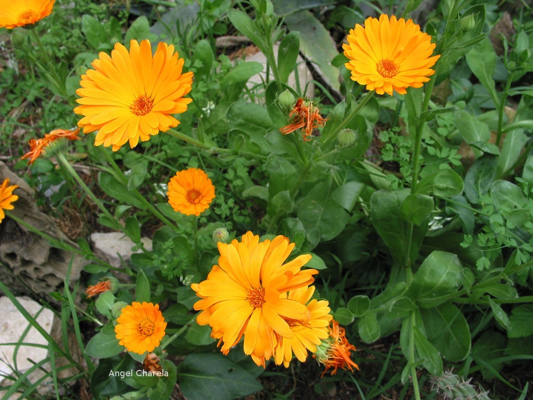 50 Calendula Flower Seeds (Calendula officinalis) “Pacific Beauty”