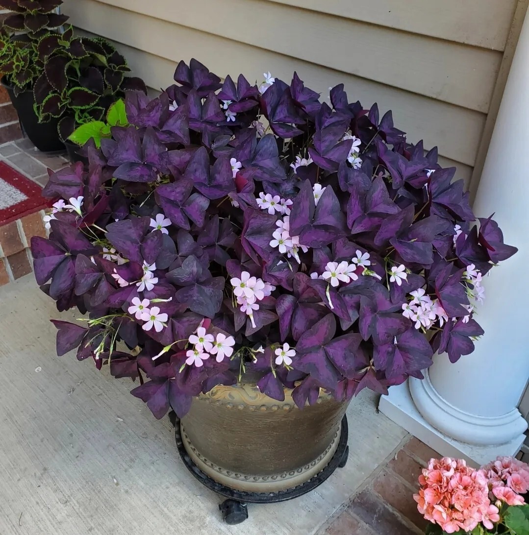 30 – Oxalis Tringularis, Purple Shamrock,Love Plant, Good Luck Plant – bulbs