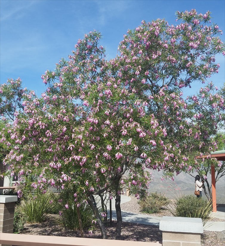 Burgundy lace desert willow 15 SEEDS