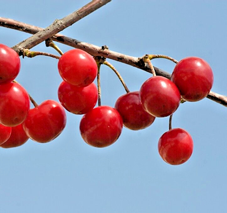 White Japanese Flowering Cherry | Premium Seeds | Prunus serrulata ‘Spontanea’