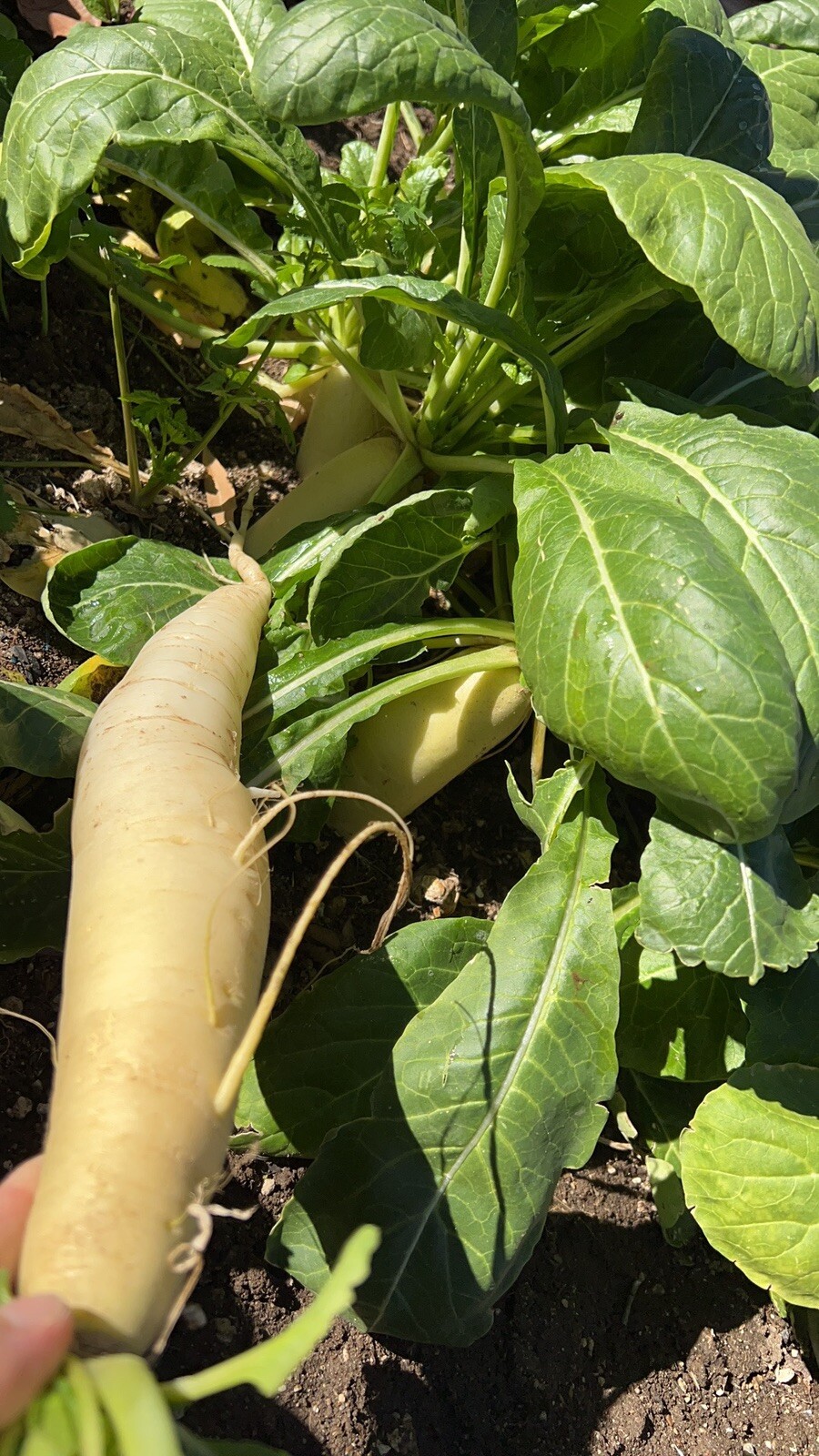 300+Daikon Radish Japanese Minowase Chinese White radish seeds 300多粒早熟白萝卜种子 2023