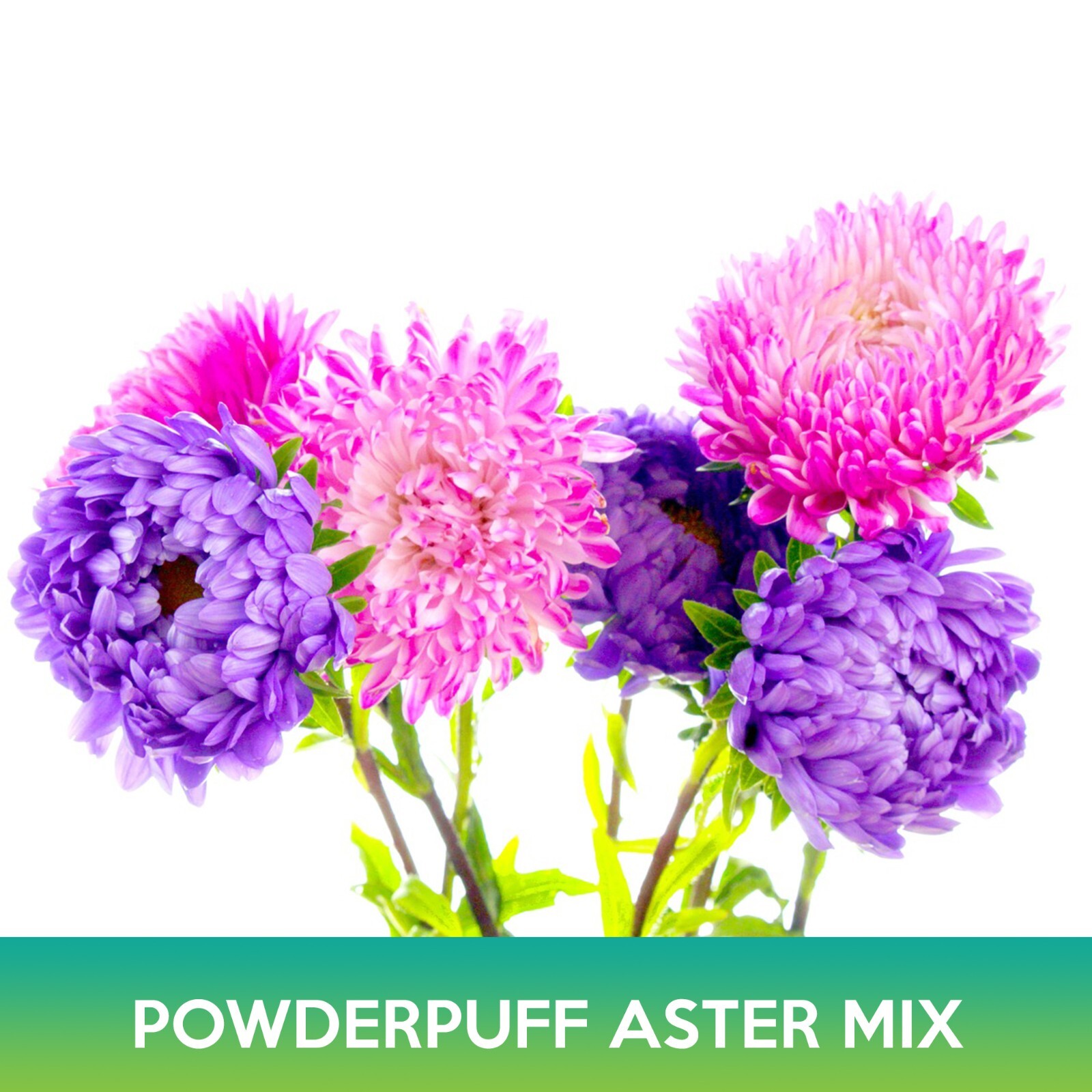 Powderpuff Aster Flower Mix Seeds, Callistephus Chinensis