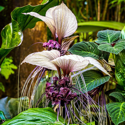 10 White Bat Orchid Flower Seeds (Tacca Integrifolia) Exotic Tropical Houseplant