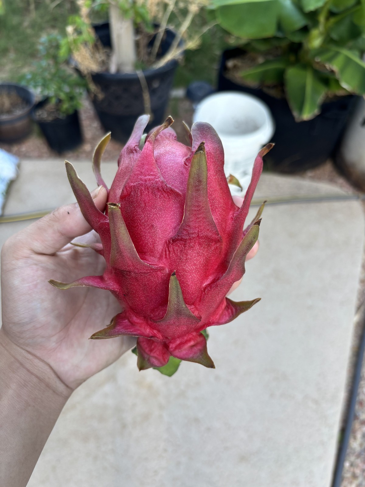 Hybrid Dragonfruit Seed – Physical Graffiti X Selenicereus Pteranthus 10x
