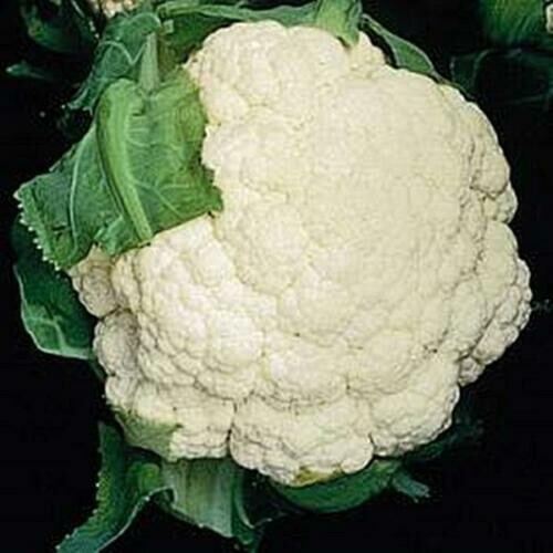 SCARBOROUGH SEEDS Snowball Cauliflower 100 Seeds Heirloom Non GMO Garden Seeds