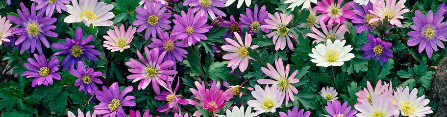 5 WINDFLOWER Anemone Flower Bulbs mixed color collection- Woodland gardens