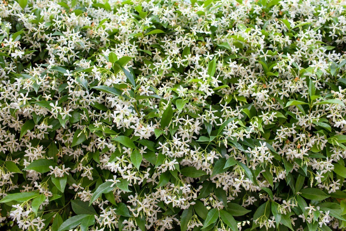 ~~CONFEDERATE STAR JASMINE~~Rooted STARTER Plant~~Extremely Fragrant Vine~~USA