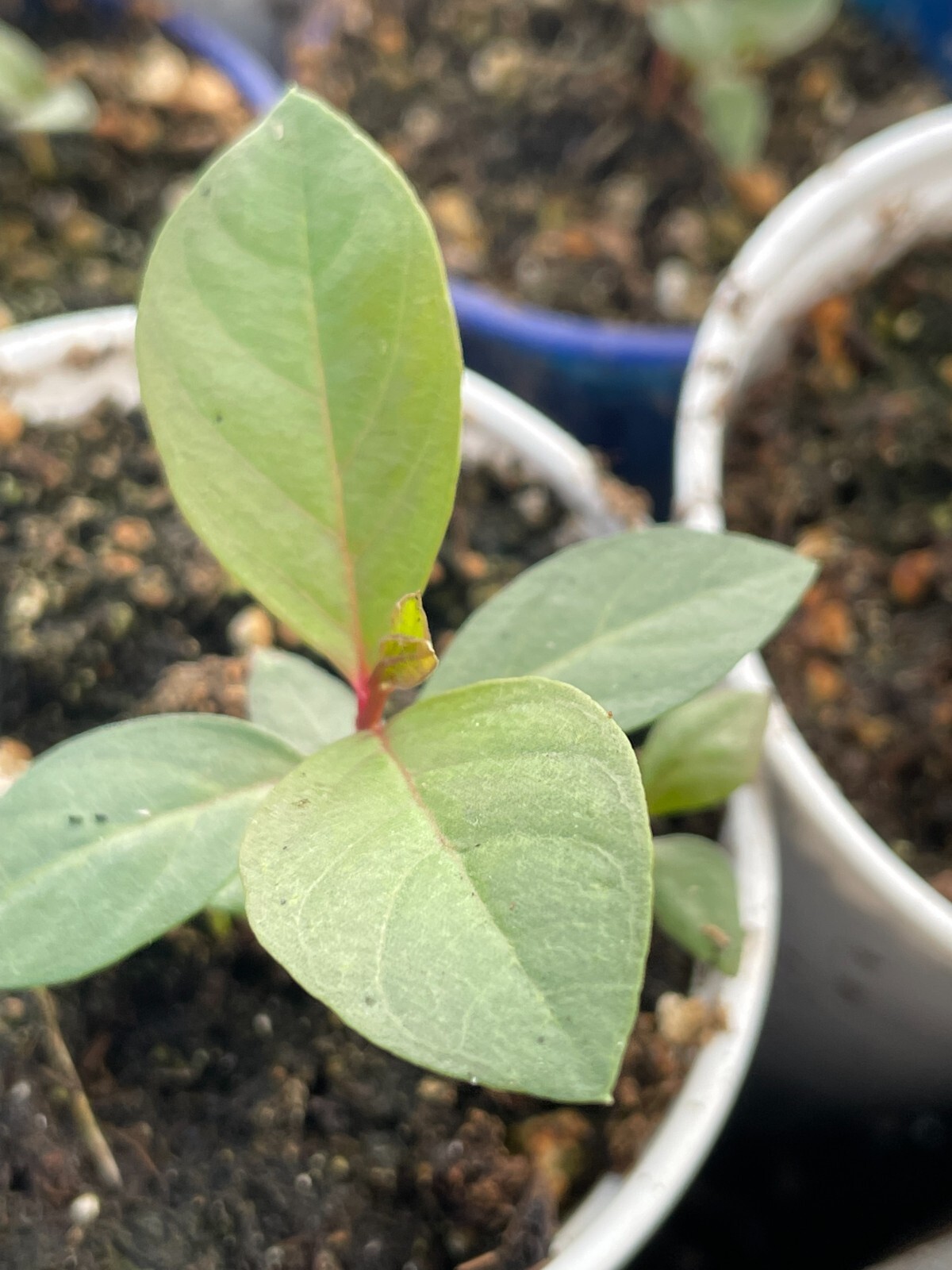 1 Sweet Ruby Supreme Big Fruit Guava Starter Tree, Psidium guajava Tree App 50″