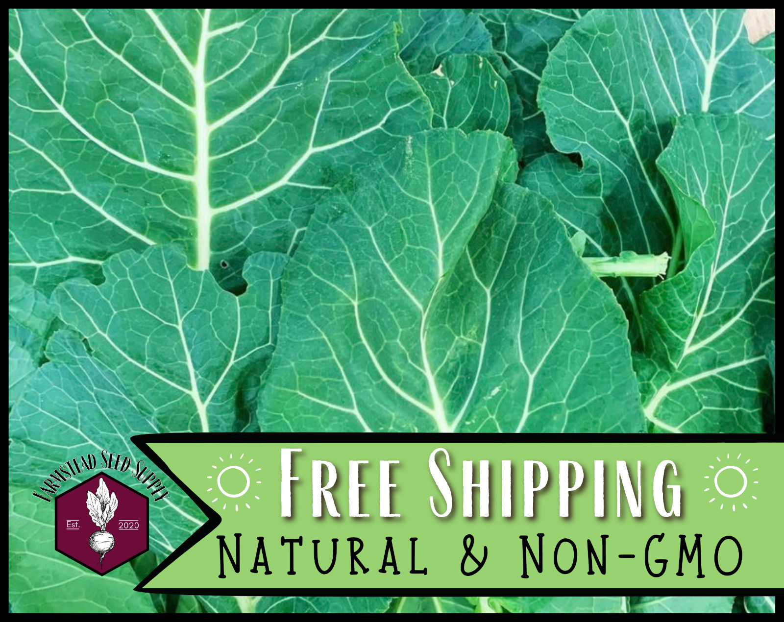 2,700+ Collard Seeds [Morris Heading] Vegetable Gardening, Heirloom, Non-GMO