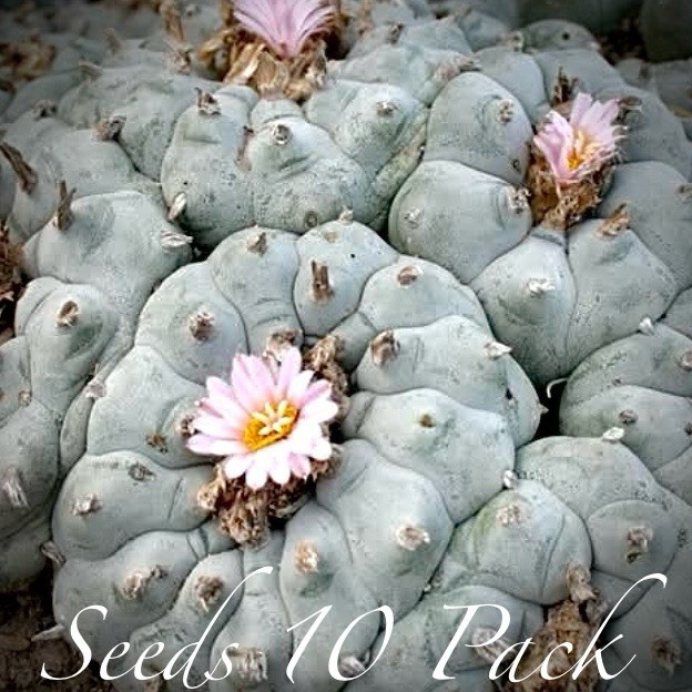 RARE SEEDS (10pk) w…v. Cuatro Cienegas x10 (Ten) Cactus US SELLER