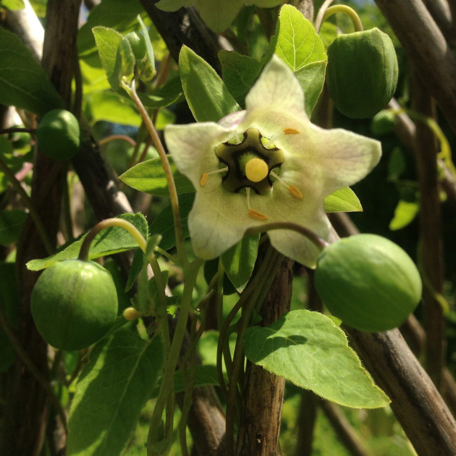 Codonopsis Seeds (Codonopsis pilosula) ~Traditional Herb Perennial Garden