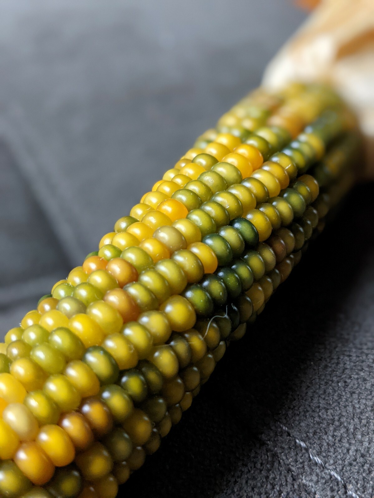 Glass Gem Corn Seeds Cherokee History Rainbow Colors 25 Seeds, Beautiful!
