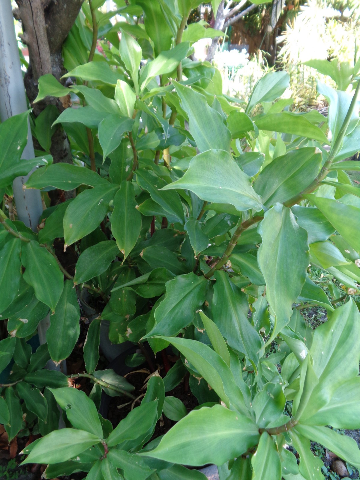 Costus Pictus Insulin Plant Spiral Flag Well Rooted Blood Sugar Medicinal 5″-10″