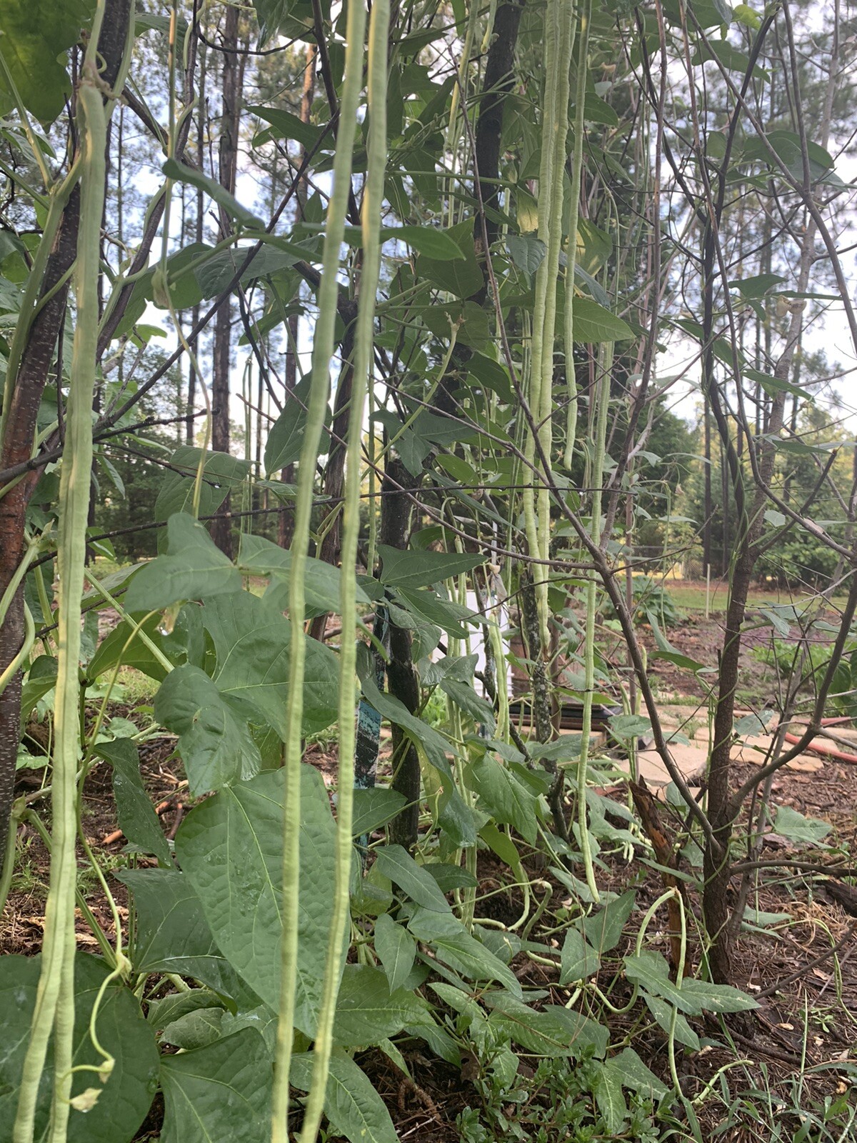 25 Long Bean Seeds  organic 2024 Summer Fresh Non-GMO