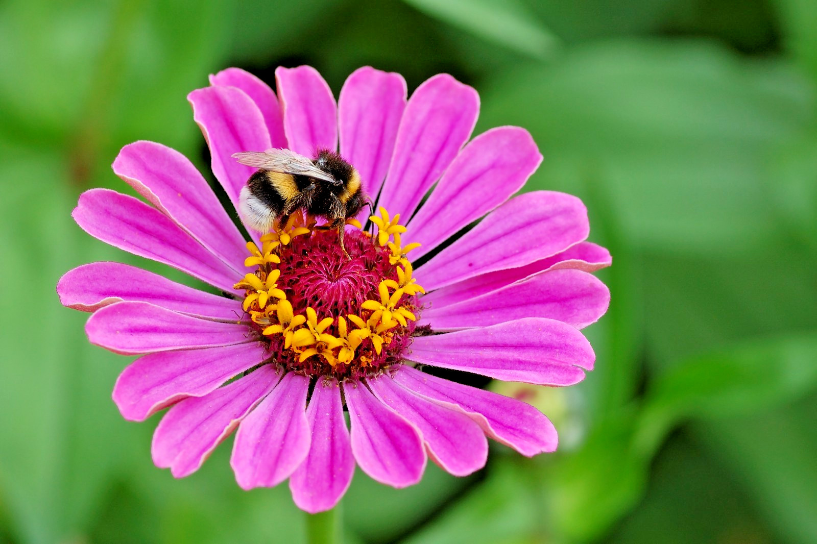 Multi Color Zinnia Seeds 100+ Count | Single Semi Double Dahlia Petal Mix