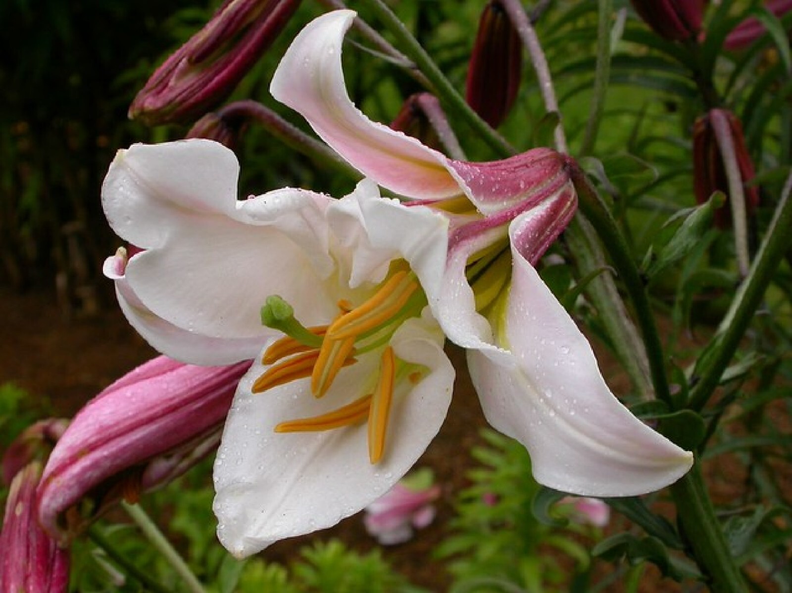 Royal Lily {Lilium regale} Pre-Stratified | 5 Viable seeds Free Shipping!