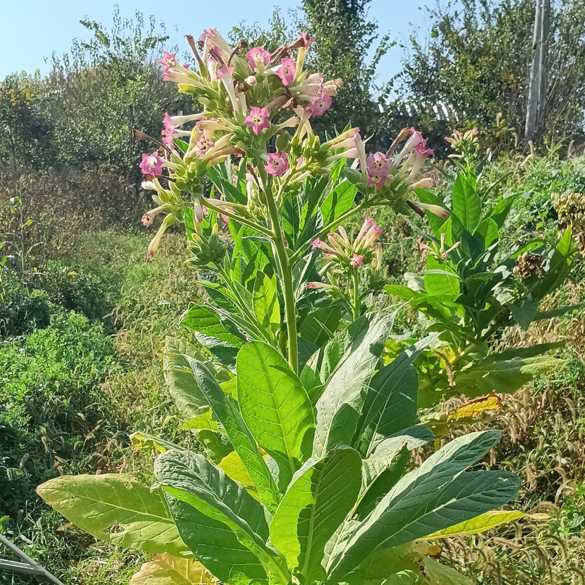 Blue Star 100 Tobacco Seeds ~ 1000 to 100,000 seeds ~ Heirloom Nicotiana Tabacum