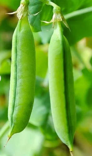 2026 Heirloom Vegetable Seeds – Premium Garden Seeds for Planting