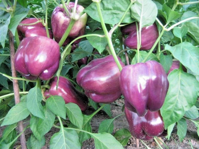 101+PURPLE Beauty Sweet BELL PEPPER Seed Organic Vegetable Garden Container Easy