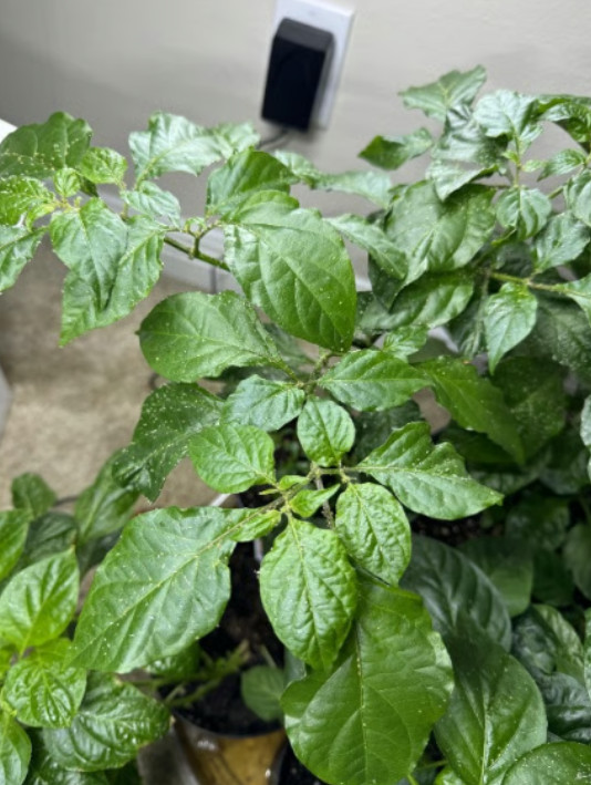 10+ SeedS Pepper X Garden Fresh Vegetables Healthy Planting