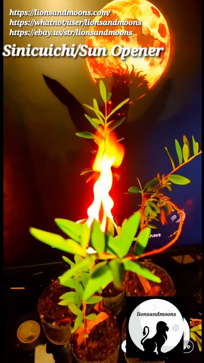Sun Opener/Sinicuichi Heimia salicifolia Live Plants and Seeds Organic Homegrow