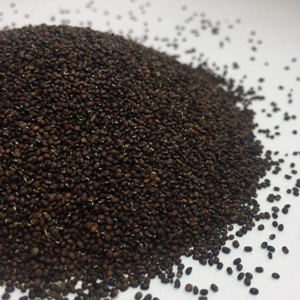 Catnip Seeds (Nepeta cataria) ~Traditional Herb Perennial Pollinator Garden