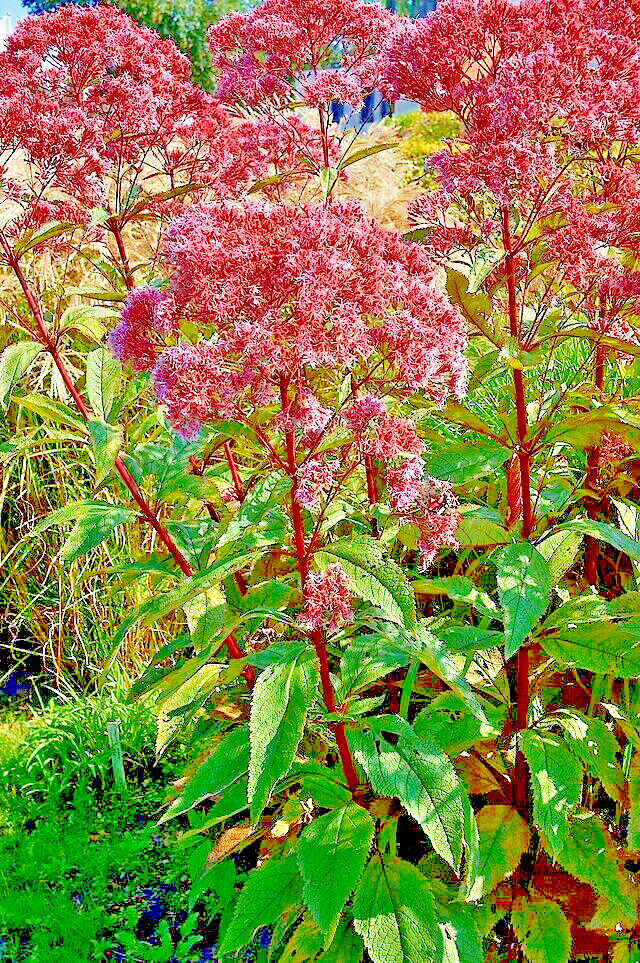 JOE PYE WEED 1001 SEEDS BONSET, EUPATORIUM PURPUREUM, TALL WILDFLOWER, BULK