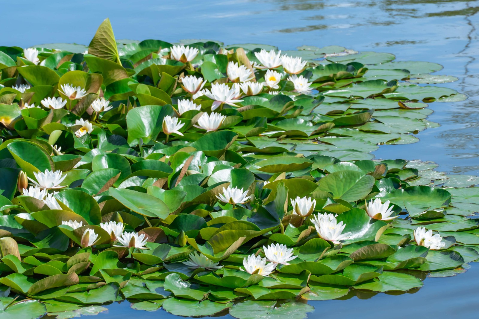 10 WHITE WATER LILY Pad Nymphaea Ampla Asian Lotus Flower Pond Seeds *Comb S/H