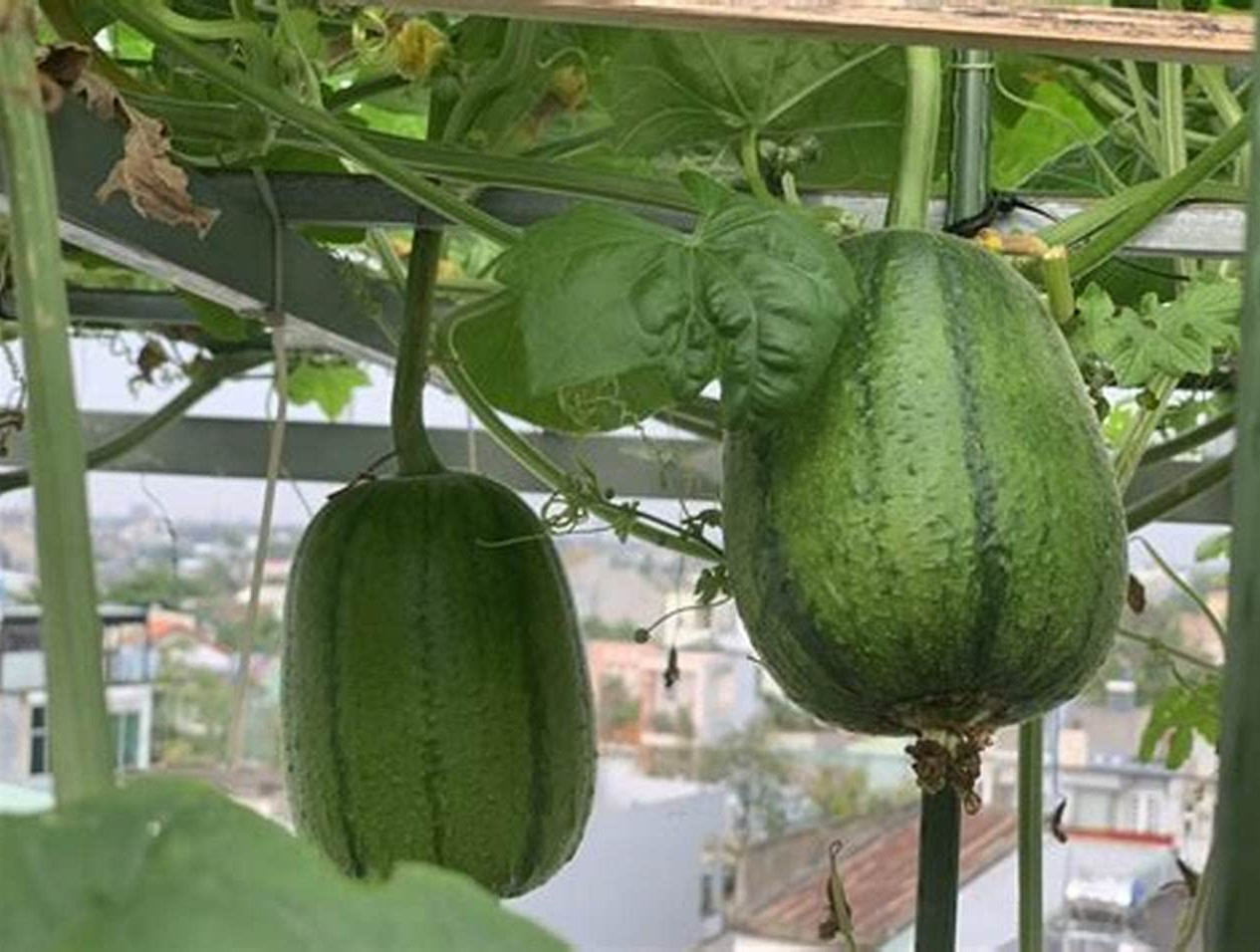 Apple Luffa Seeds – Muop Tao, Rare Heirloom Non-GMO Vegetable