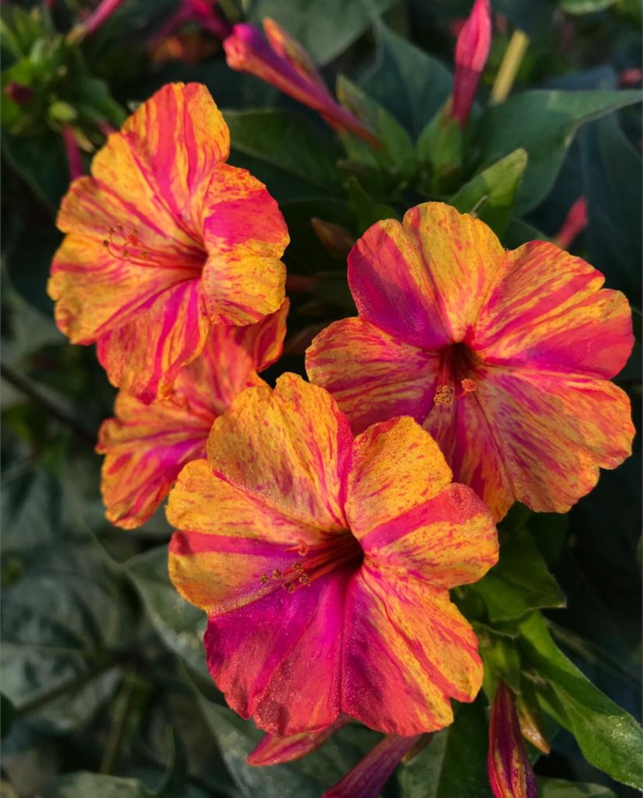 25 Brigt Pink Orange 4 O’Clock Seeds Fragrant Flowers Perennial Mirabilis Jalapa
