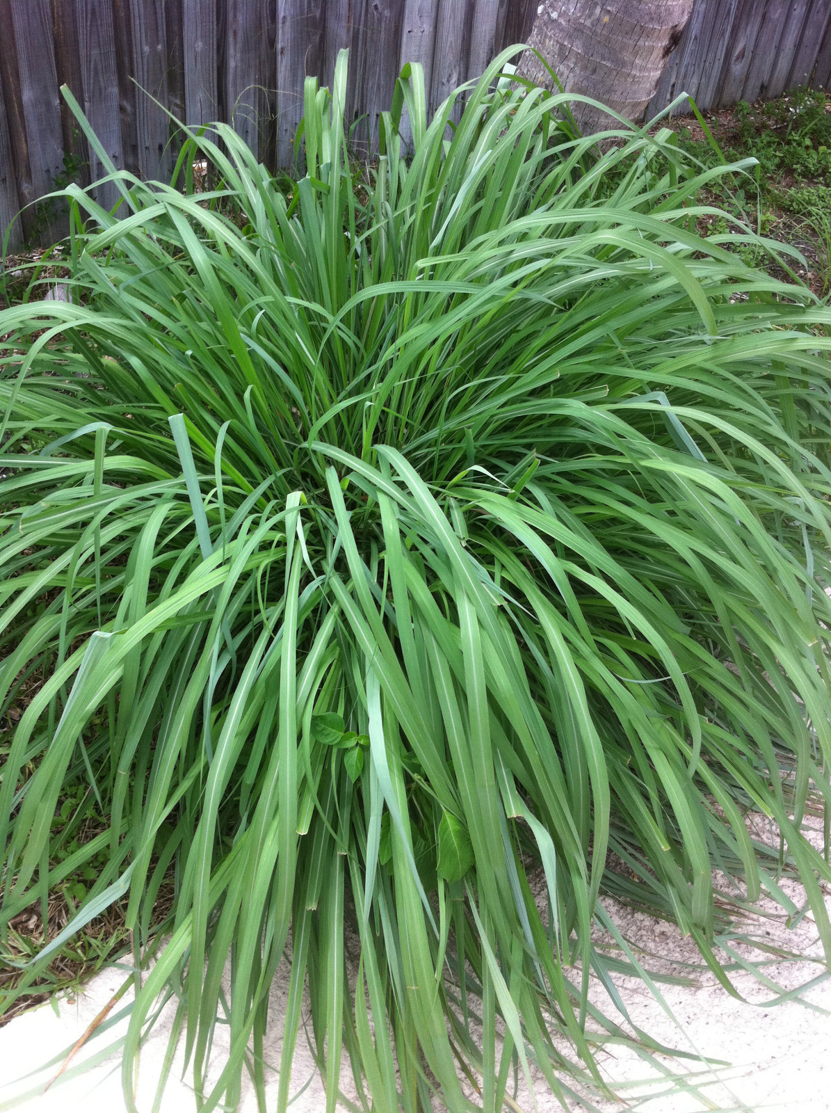 3 Packets East Indian Lemongrass 1000 + Each Fresh Golden Organic Heirloom Seeds