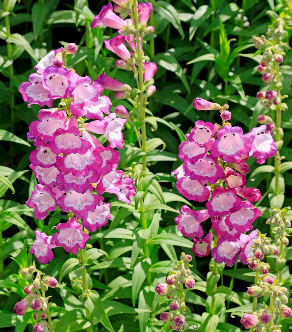 PRETTY PINK PENSTEMON 100 SEEDS, PENSTEMON HARTWEGII, BEARDTONGUE