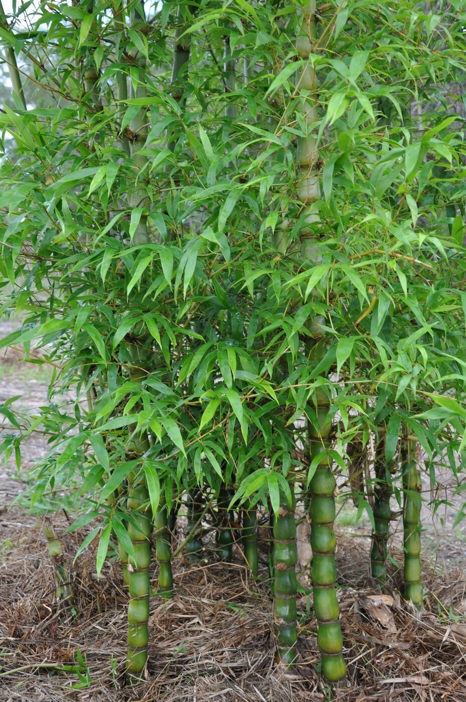 50 Dwarf Buddy Belly Bamboo Seeds Privacy Plant Garden Clumping Shade US SELLER