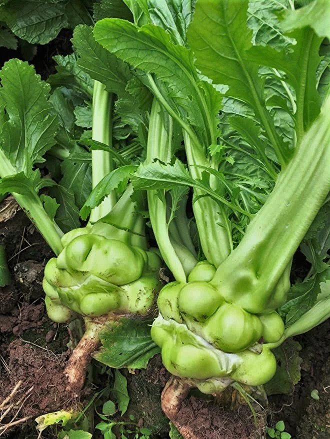 Chinese Stem Mustard Tuber Seeds (Zha Cai) | 搾菜 Swollen Knob Tsa Tsai Seed 2024