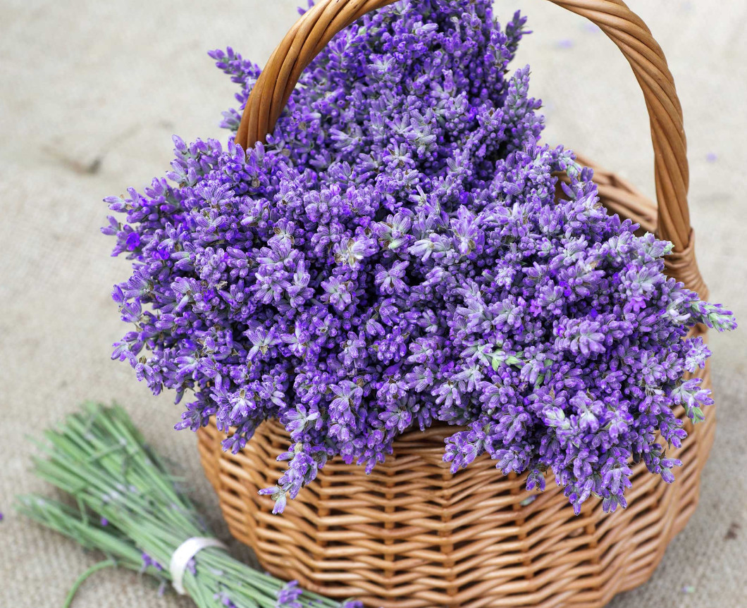 LAVENDER MIX Munstead & Vera Perennial Medicinal Dried Flowers Non-GMO 200 Seeds