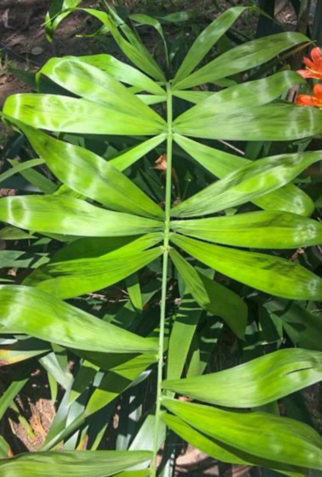 Rare – Chamaedorea Klotzschiana Palm Seeds – Highly Endangered Rainforest Exotic