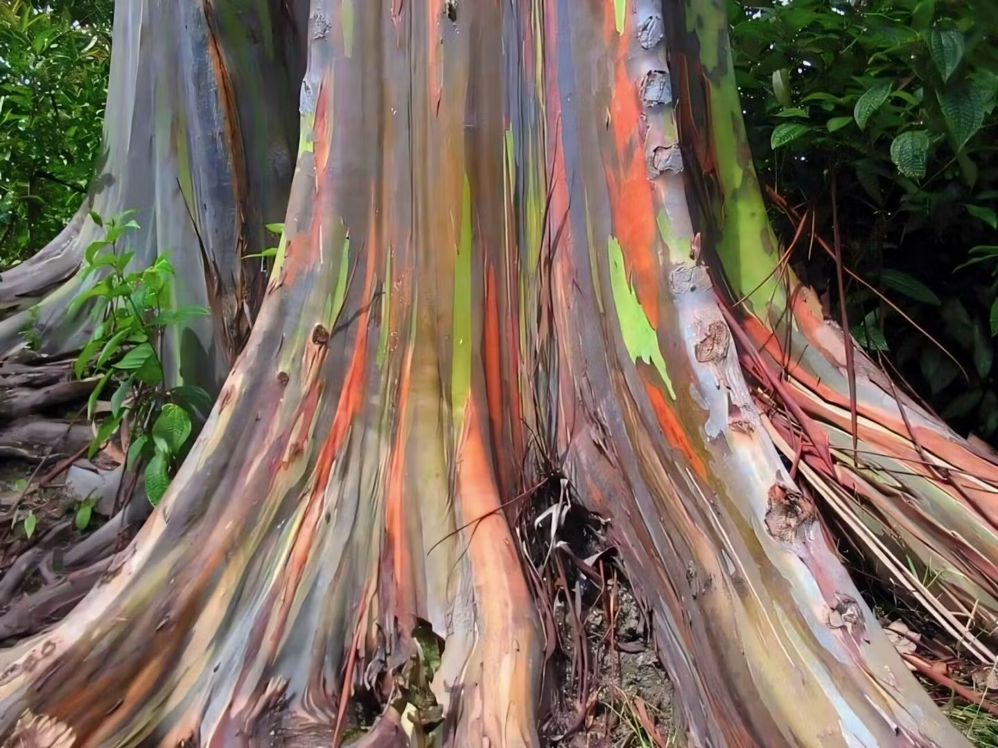 10 Eucalyptus deglupta Rainbow Eucalyptus Tree Seeds USA SELLER