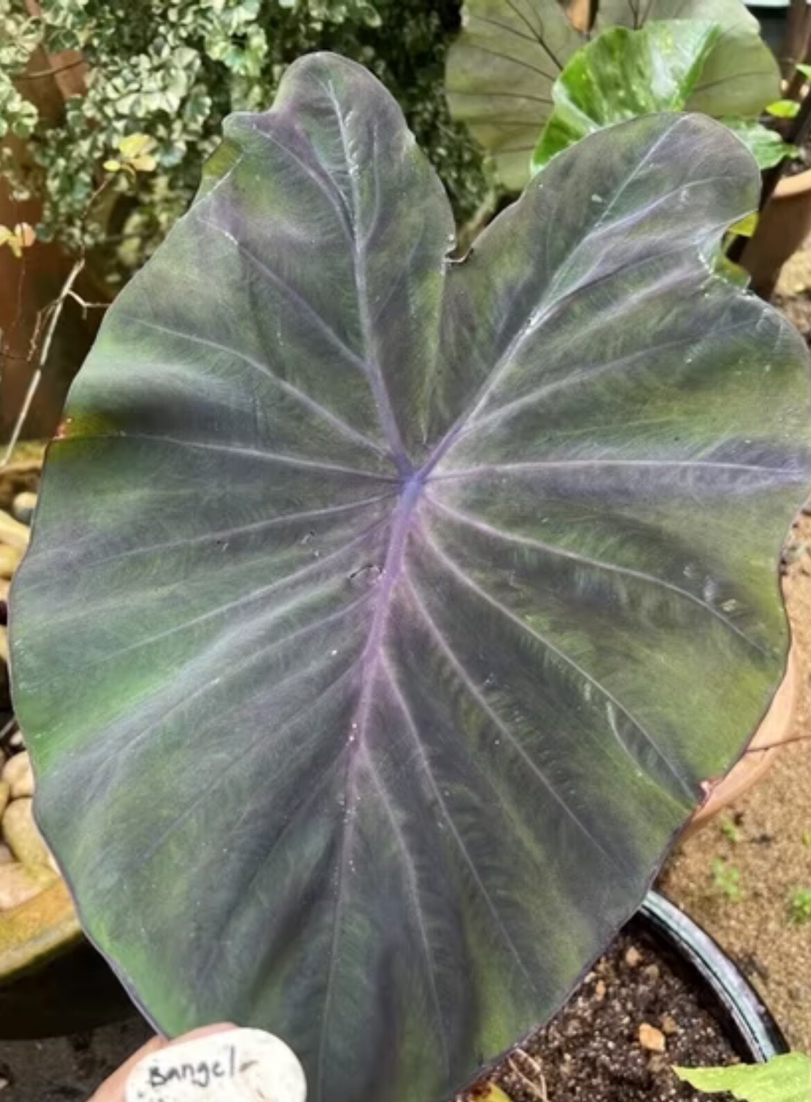 AUTHENTIC Colocasia Black Angel 1 bulbs