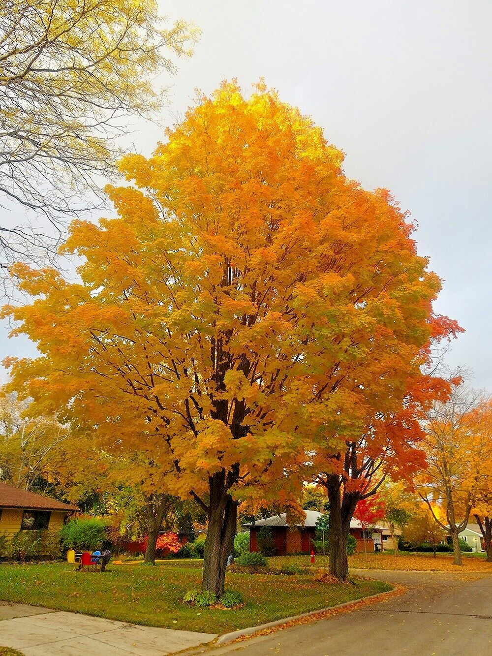 Southern Sugar Maple Tree | Premium Seeds | Acer saccharum ‘Summer’ | Plants’®