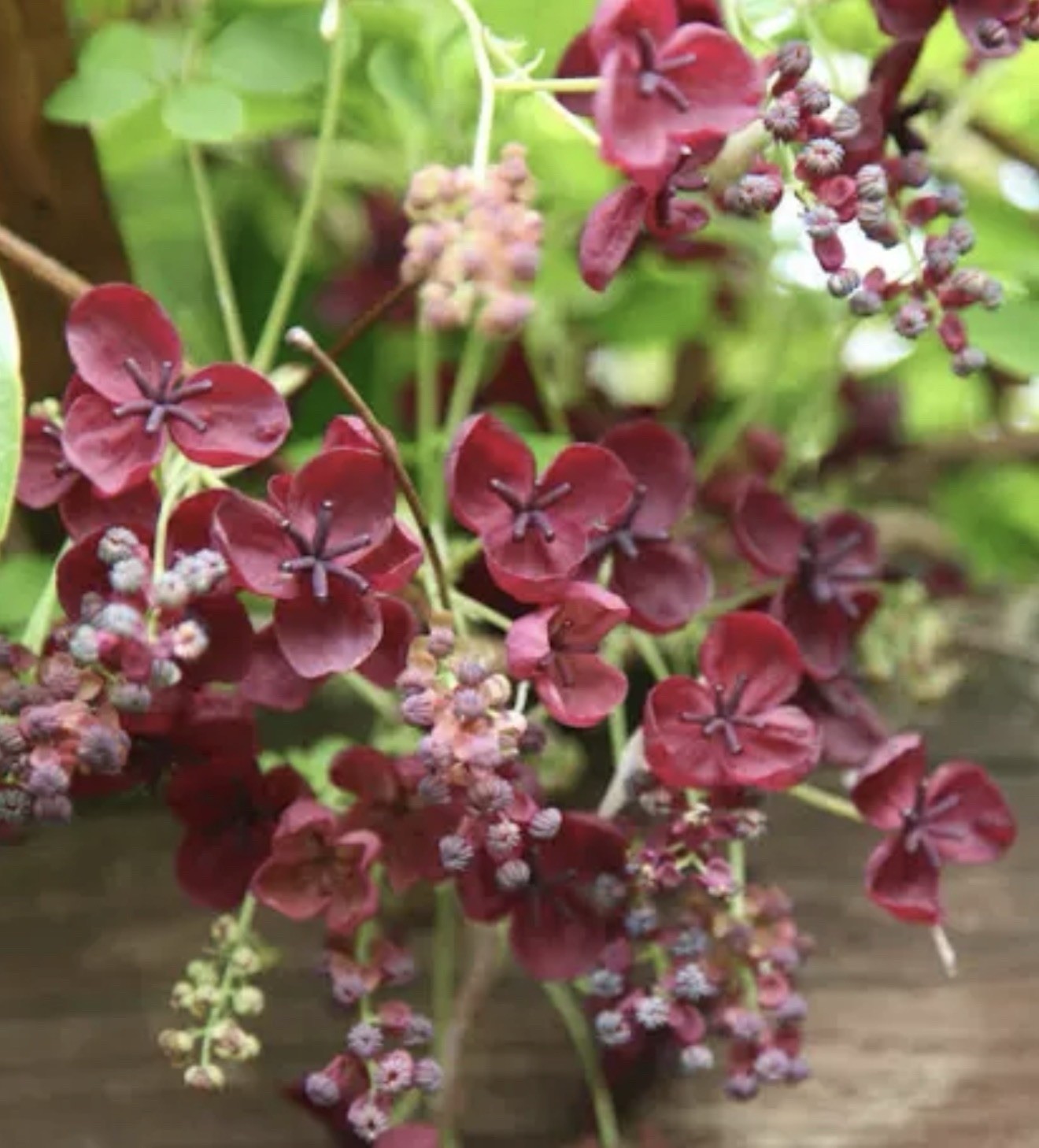 Chocolate Vine Akebia quinata SMALL Rooted Starter Plant-Chocolate Scented Bloom