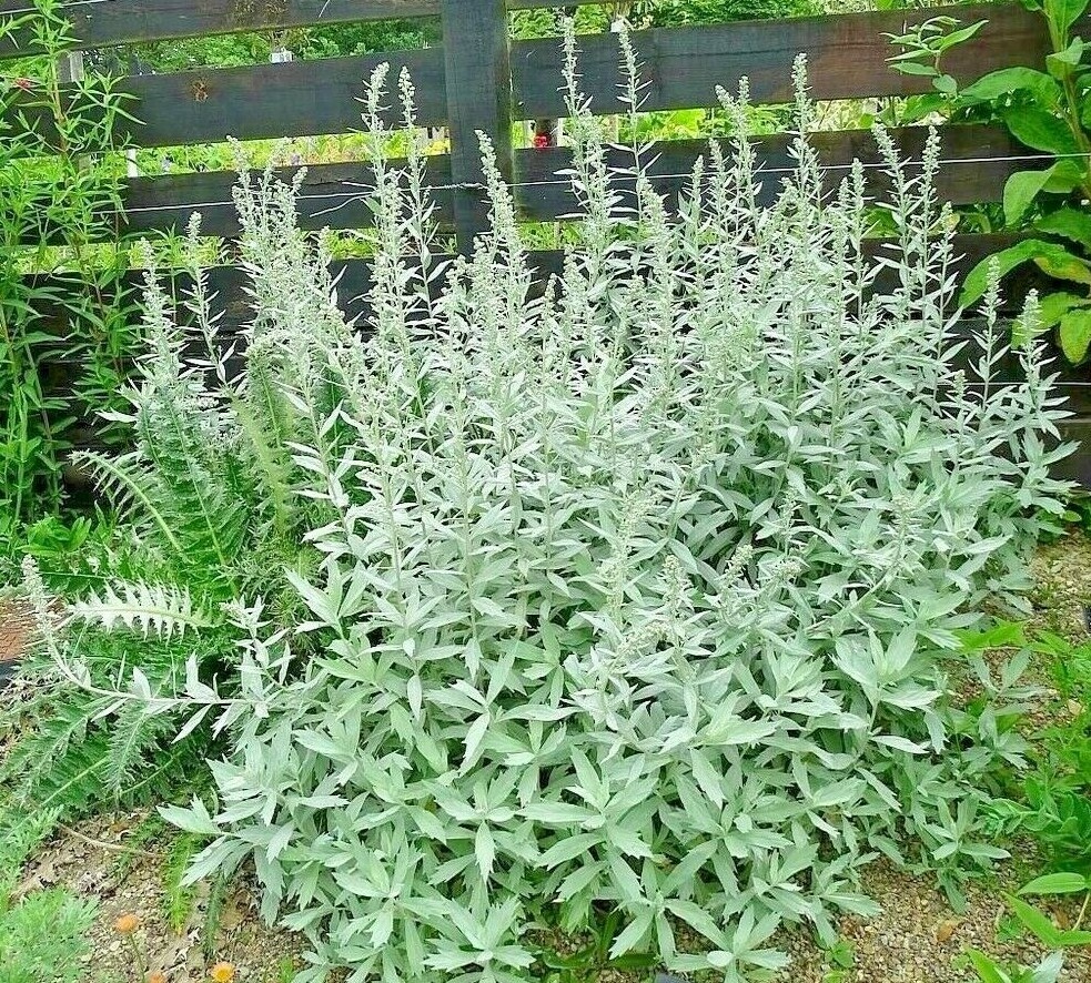 301+PRAIRIE SAGE Flower seeds White Sagebrush Perennial Native Wildflower smudge