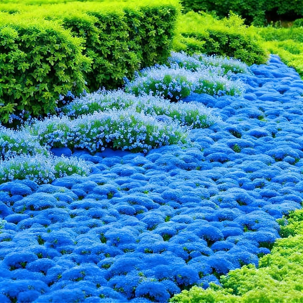 15000+ Blue Creeping Thyme Seeds Ground Cover,Blue Woolly Thyme Seeds Non-GMO He