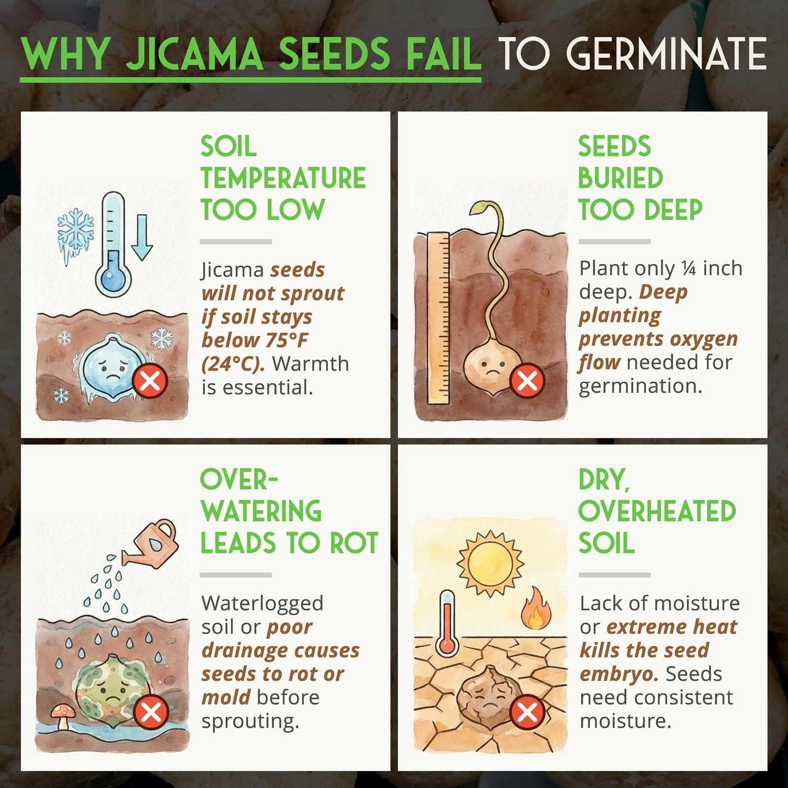 Jicama Seeds for Planting – True Jicama (Pachyrhizus erosus) Mexican Turnip o…