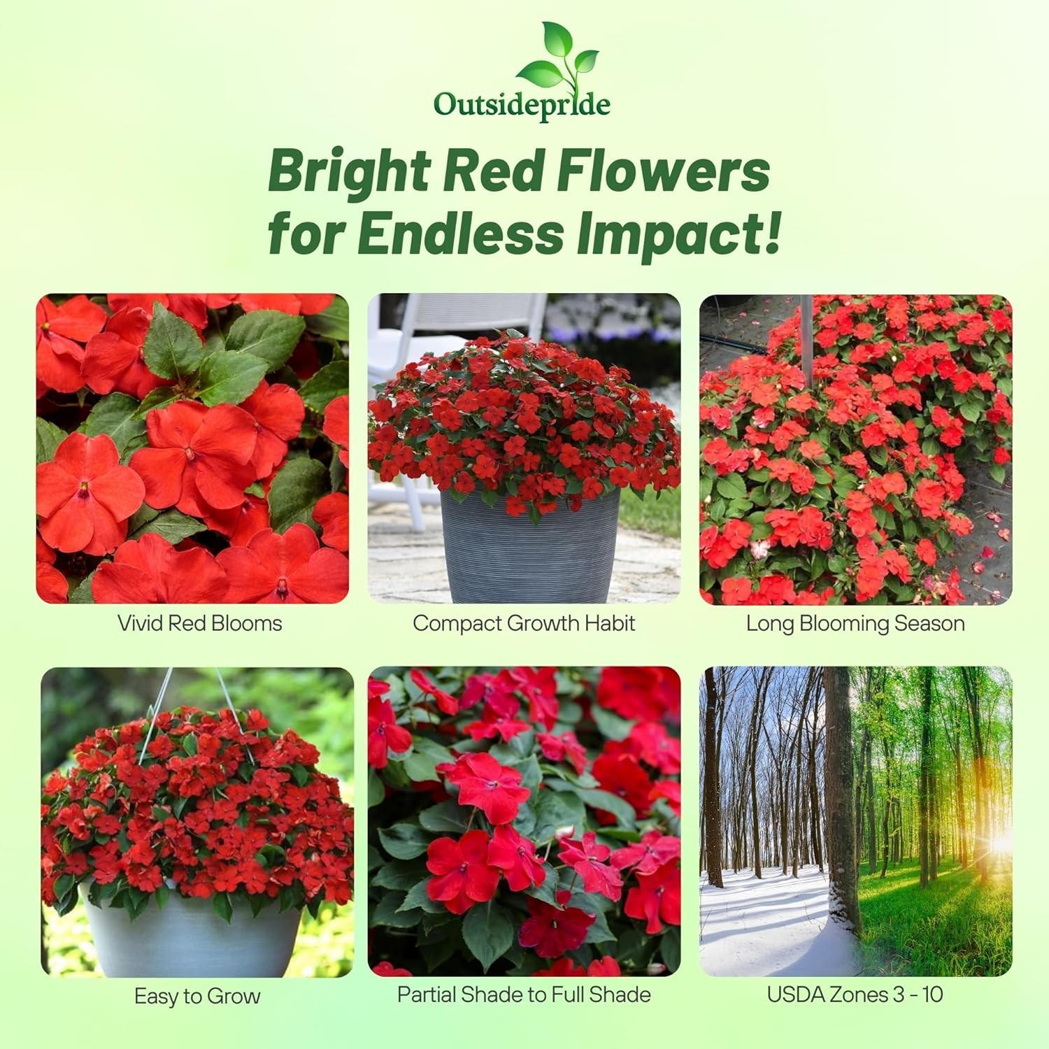 75 Seeds Bright Red Impatiens Container Plant Flower Seeds