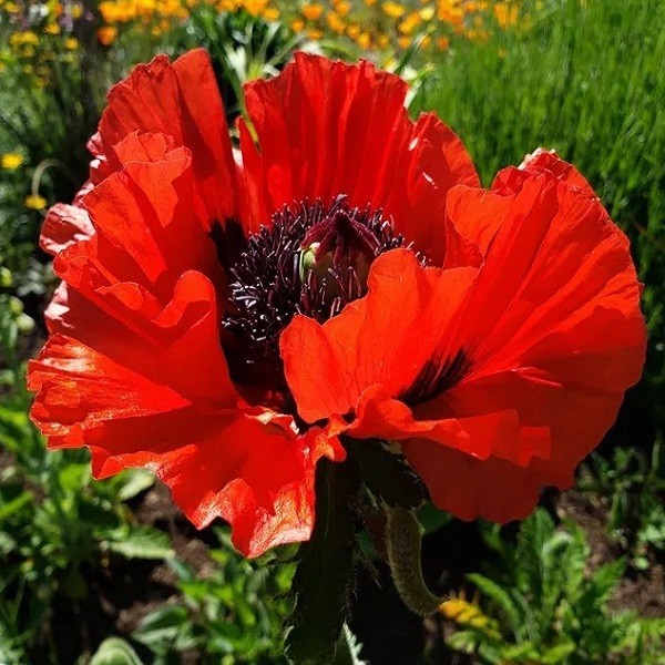 Mixed Colors Oriental Poppy Seeds For Planting Stratified Perennial Fresh Seeds