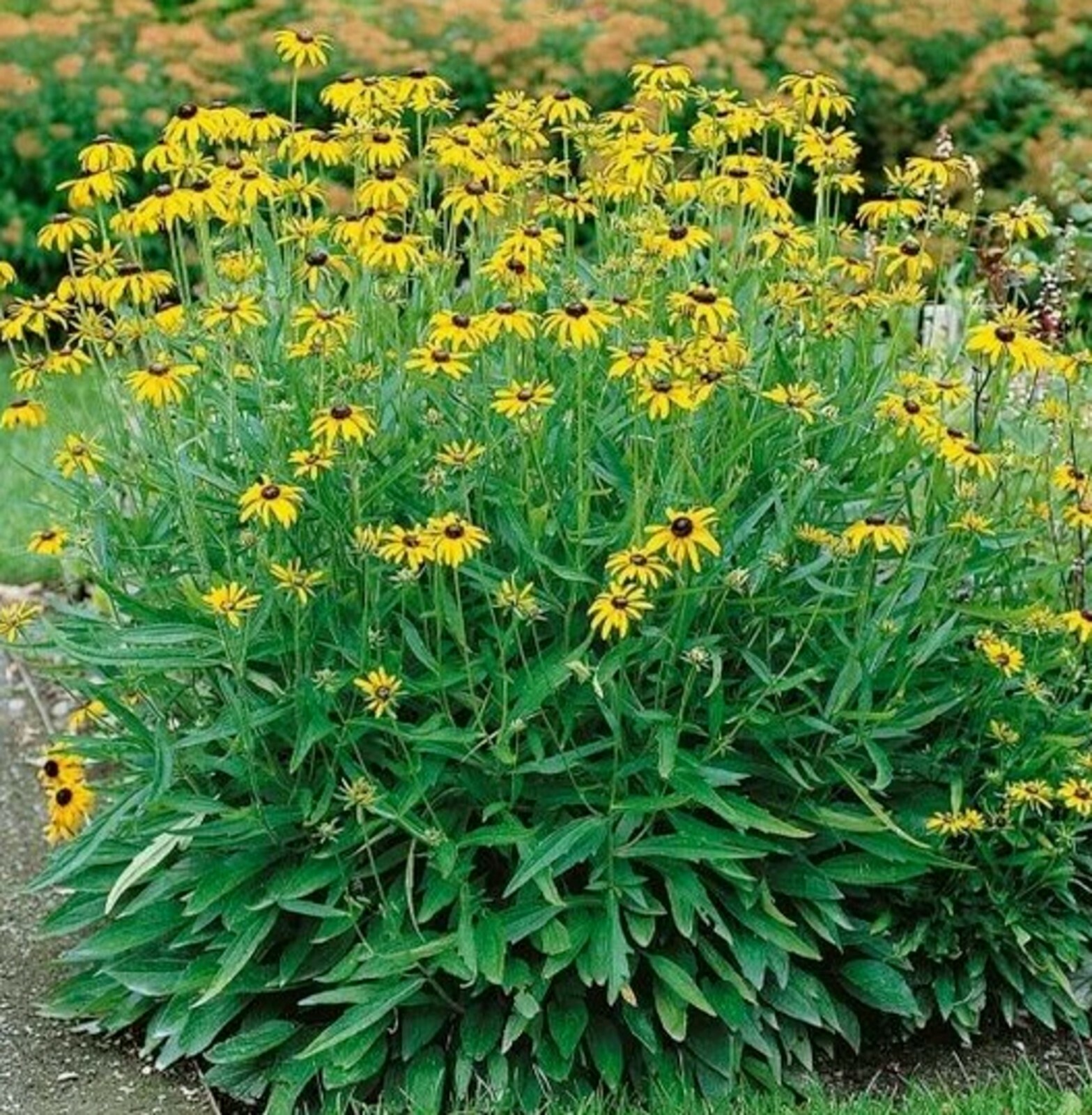  🌼Black Eye Susan 🌼25 Fresh Seeds