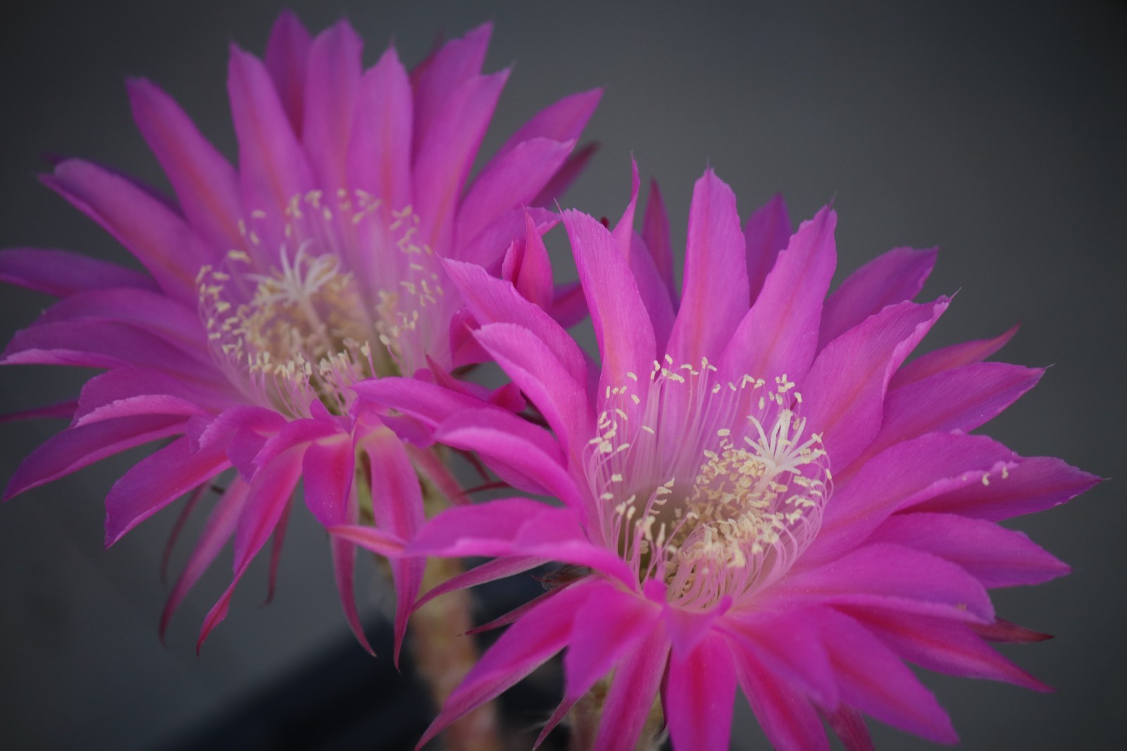 Echinopsis hybrid ‘Maria Piazza’