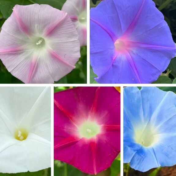 10 Multi Color Mix Morning Glory Flower Seeds Ascends Top Trellis Fragrant